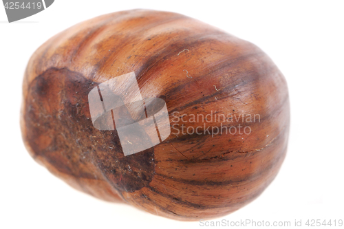 Image of fresh edible chestnut