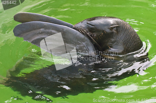 Image of Northern fur seal with screwed-up eyes and fore flippers up