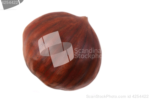 Image of fresh edible chestnut