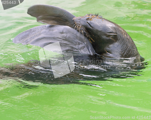 Image of Northern Fur Seal