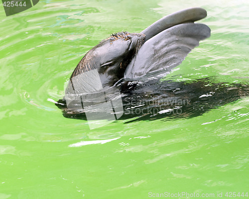 Image of Dancing seal