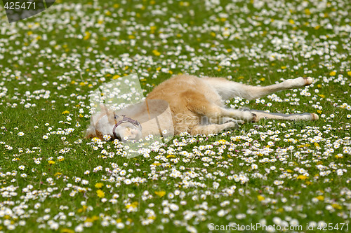 Image of Horse foal resting on flower field