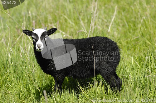 Image of Black sheep