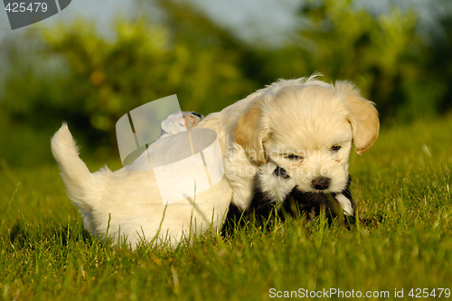 Image of Puppy dogs are playing and fighting