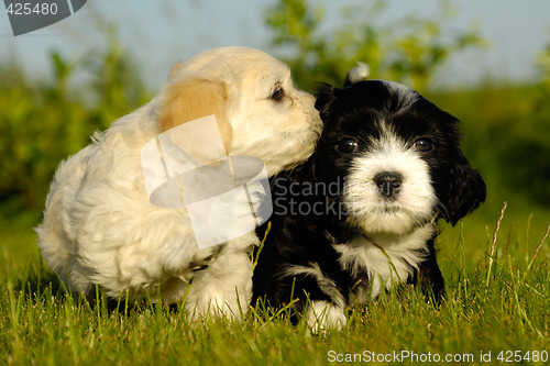 Image of Black and white puppy dogs