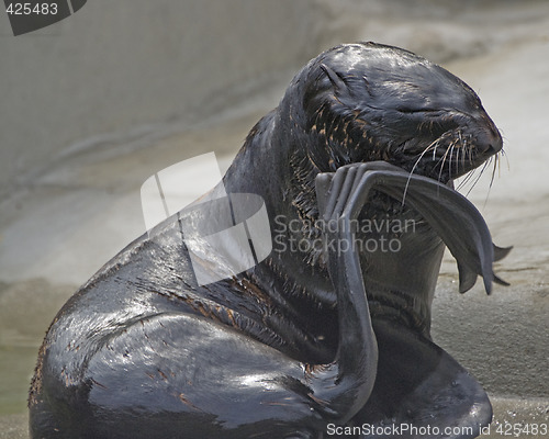 Image of thoughtful seal