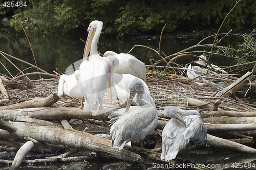 Image of pelicans nesting