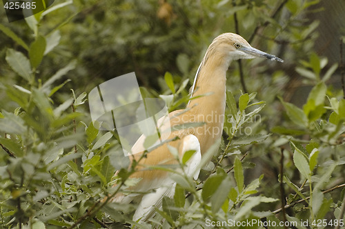 Image of Squacco Heron