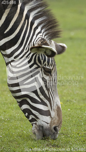 Image of Grevy's Zebra