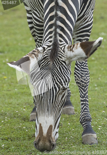 Image of Grevy's Zebra head