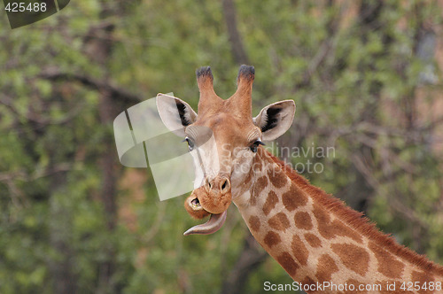 Image of giraffe