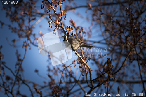 Image of Bird in a Tree