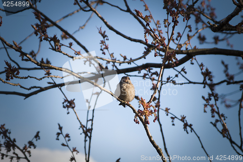 Image of Bird in a Tree