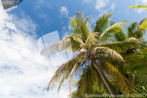 Image of palm trees over blue sky
