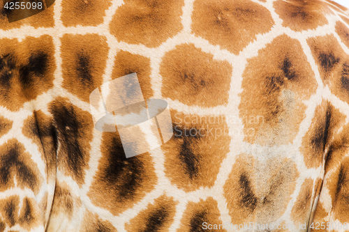 Image of close up of giraffe skin pattern