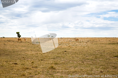 Image of group of gazelles grazing in savannah at africa