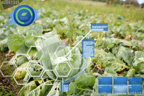 Image of cabbage growing on summer garden bed at farm