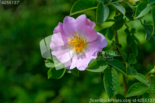 Image of The Rosehip flower