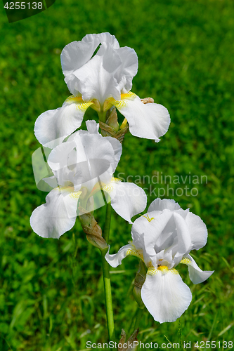 Image of The white iris flower