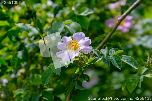 Image of The Rosehip flower