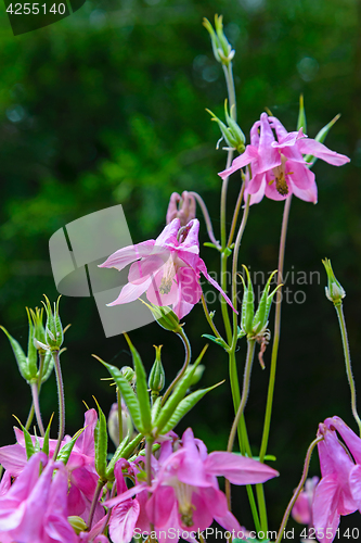 Image of The flowers Aquilegia