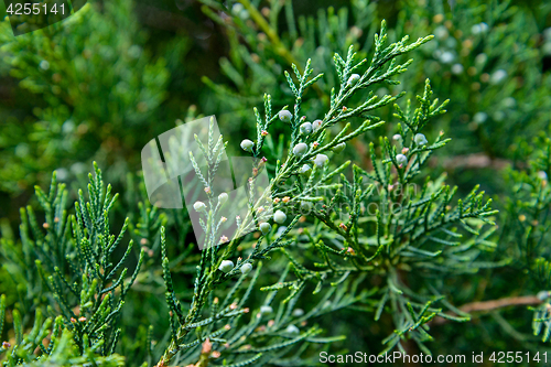 Image of The juniper berries