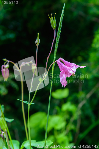 Image of The flowers Aquilegia