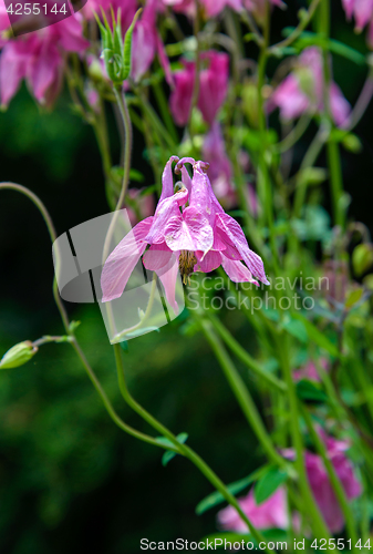 Image of The flowers Aquilegia