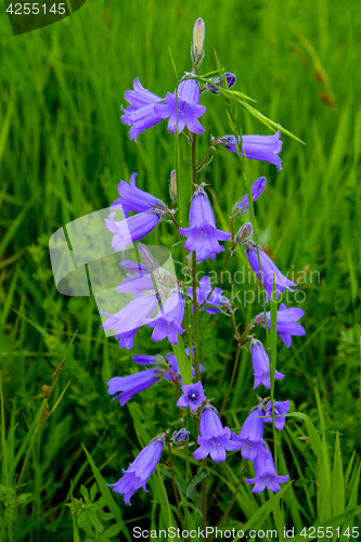 Image of The bellflower Siberian