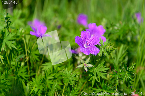 Image of Flowers a wild geranium