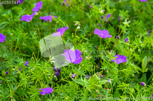 Image of Flowers a wild geranium