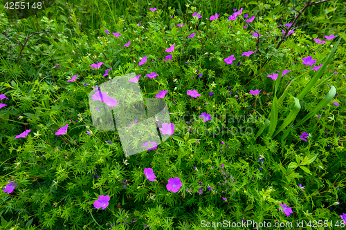 Image of Flowers a wild geranium