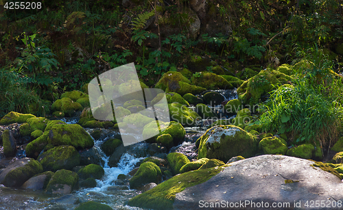 Image of Fast mountain river in Altay