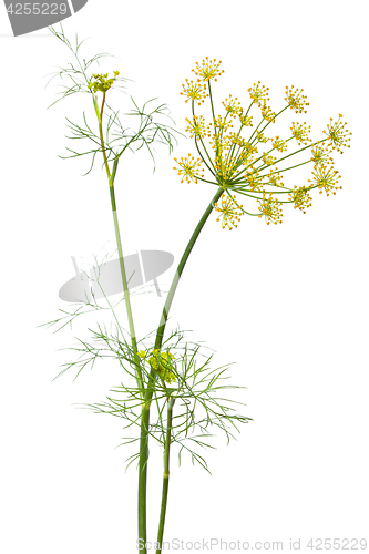 Image of flowers of dill on white background