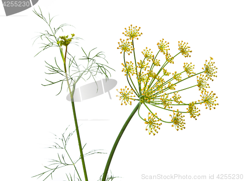 Image of flowers of dill