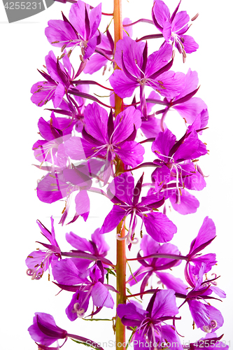 Image of flowers of Willow-herb (Ivan-tea), closeup