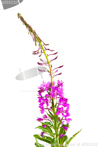 Image of flowers of willow-herb (Ivan-tea)