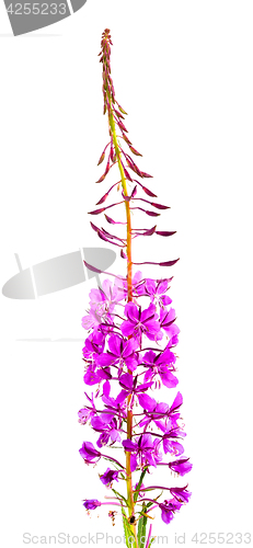 Image of Willow-herb (Ivan-tea)