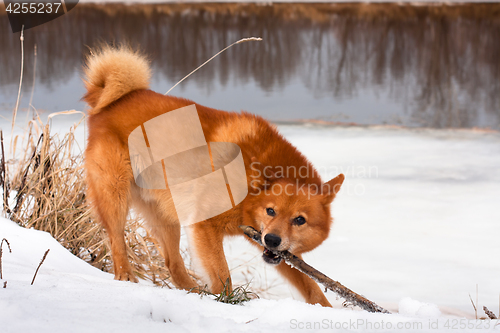 Image of playing finnish spitz