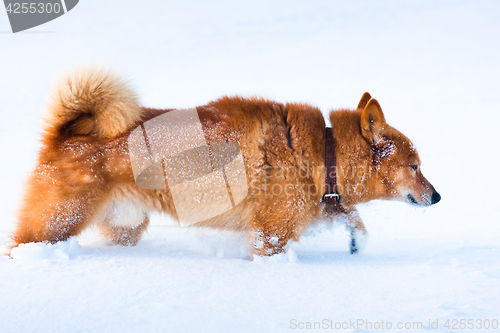 Image of dog is looking for a trail in the snow