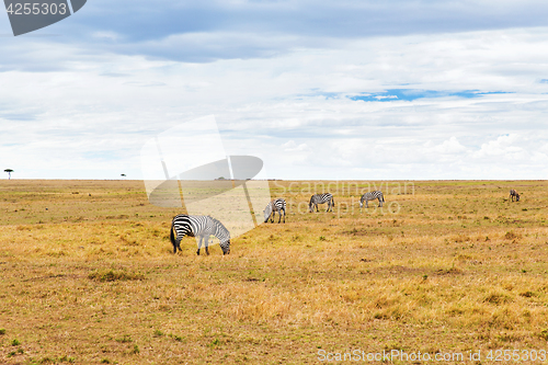 Image of zebras grazing in savannah at africa