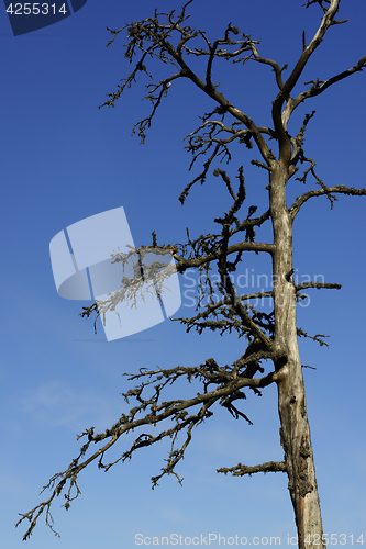 Image of dead tree against a blue sky