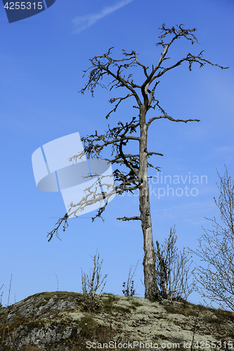 Image of dead tree on a rock