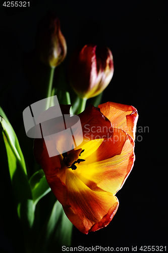 Image of blown red tulip on a dark