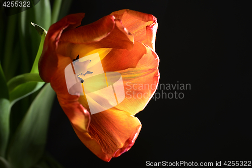 Image of blown red tulip 