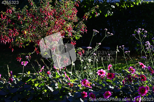 Image of beautiful flowers and bushes in garden