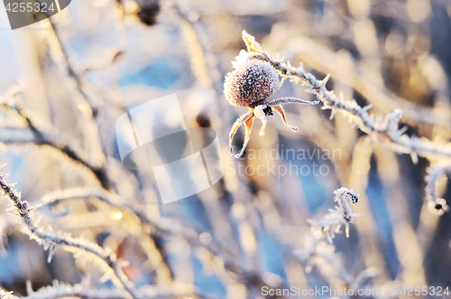 Image of frozen hips of a dogrose in winter