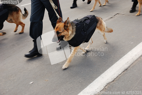 Image of police with dogs