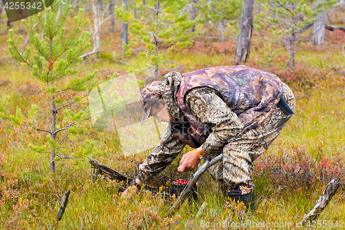 Image of gathering cranberry