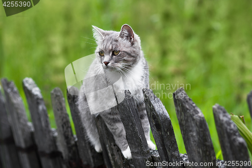 Image of cat on the fence
